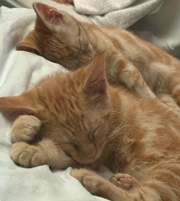 An image of Chivers and Odie